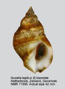 Nucella lapillus (f) bizonalis (7)